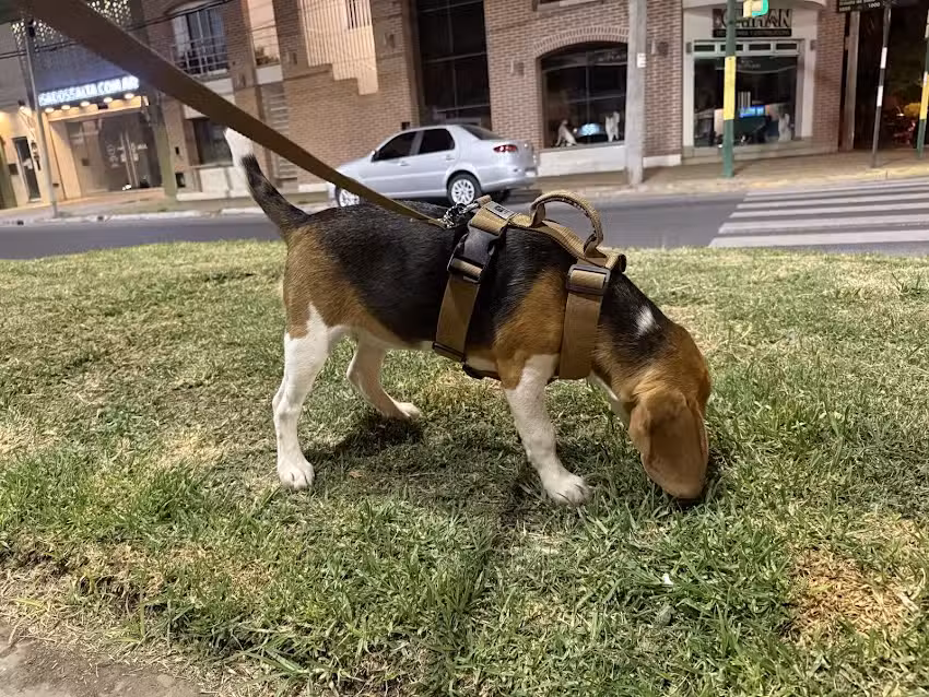 Cl&iacute;nica Veterinaria Dr. Walter Chihan