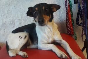 Cl&iacute;nica Veterinar&iacute;a Dra. Silvana Ju&aacute;rez Biasuso