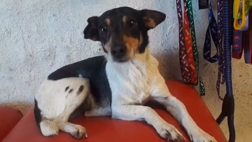 Cl&iacute;nica Veterinar&iacute;a Dra. Silvana Ju&aacute;rez Biasuso