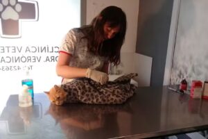 Cl&iacute;nica Veterinaria Dra. Veronica Uranga