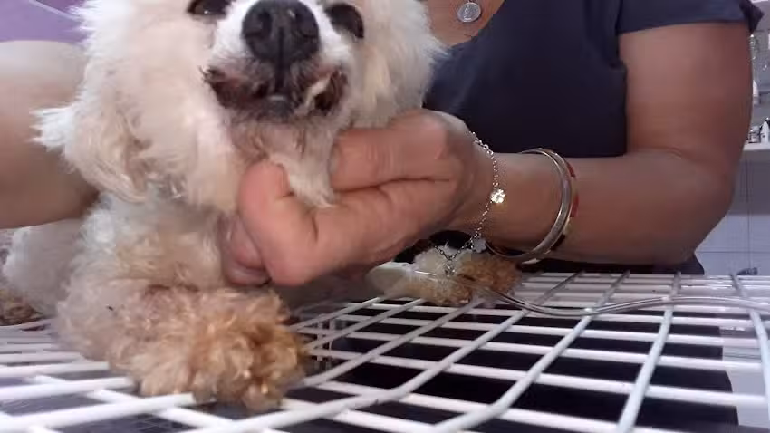 CLINICA VETERINARIA DRA VIVIANA INFANTI