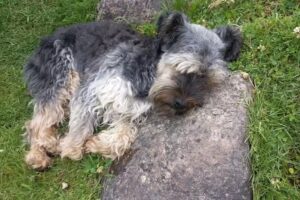 Clínica Veterinaria El Boxer