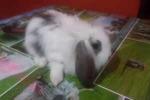 Cl&iacute;nica Veterinaria &ldquo;El Buen Pastor&rdquo;