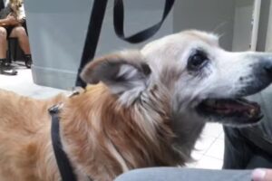 Clinica Veterinaria Enrique G Cabrero