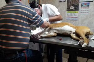 Cl&iacute;nica Veterinaria Felipe