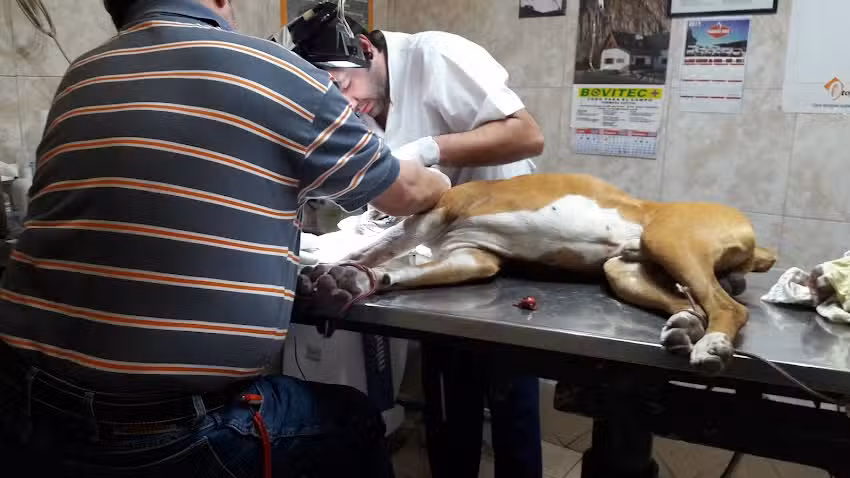 Cl&iacute;nica Veterinaria Felipe