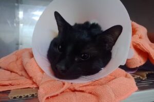 CL&Iacute;NICA VETERINARIA F&Eacute;NIX