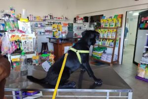 Cl&iacute;nica Veterinaria Fronza