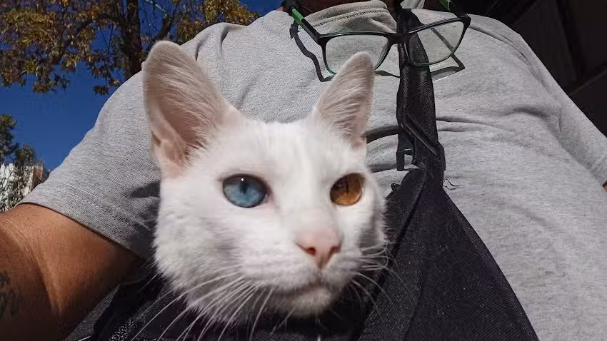 Cl&iacute;nica Veterinaria Gabriel Dorsa