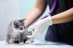 Cl&iacute;nica Veterinaria Gastaldi