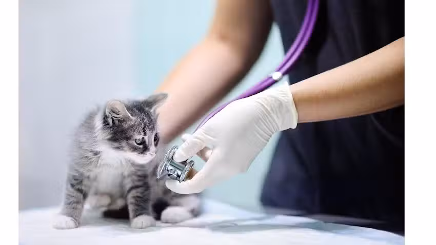 Cl&iacute;nica Veterinaria Gastaldi