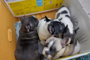 Cl&iacute;nica Veterinaria Gatica