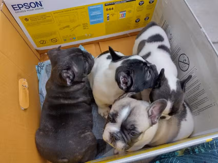 Cl&iacute;nica Veterinaria Gatica