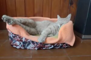 Clinica Veterinaria German Tosco