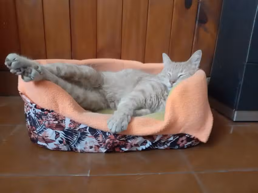 Clinica Veterinaria German Tosco