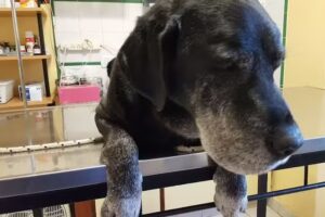 Cl&iacute;nica Veterinaria Integral Trudy&rsquo;s