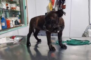 Clínica Veterinaria Ks-Pit