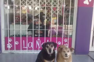 Cl&iacute;nica Veterinaria &ldquo;La &Ntilde;ata&rdquo;