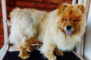 Cl&iacute;nica veterinaria &ldquo;La Perruquer&iacute;a de Andino