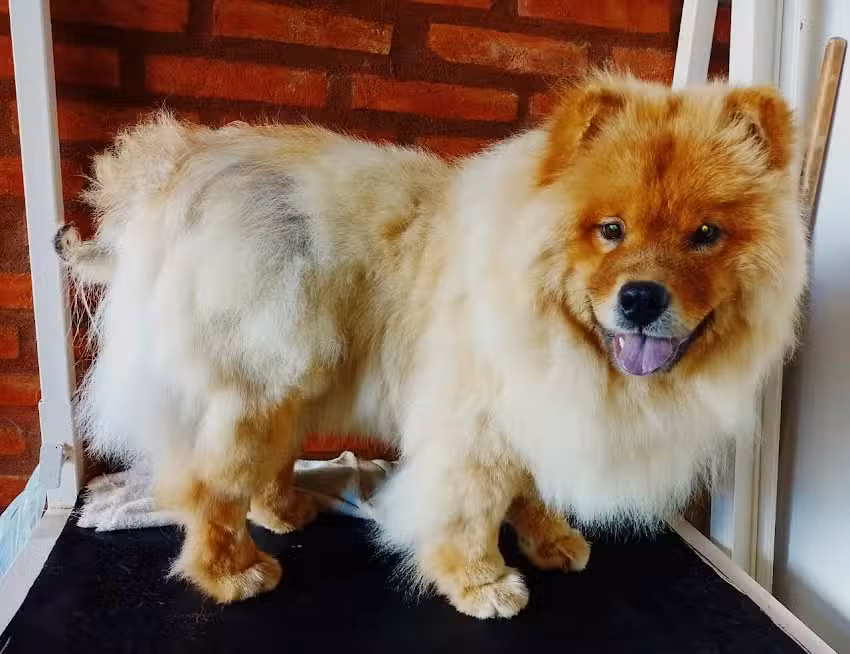 Cl&iacute;nica veterinaria &ldquo;La Perruquer&iacute;a de Andino