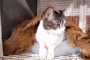 Cl&iacute;nica veterinaria La Querencia