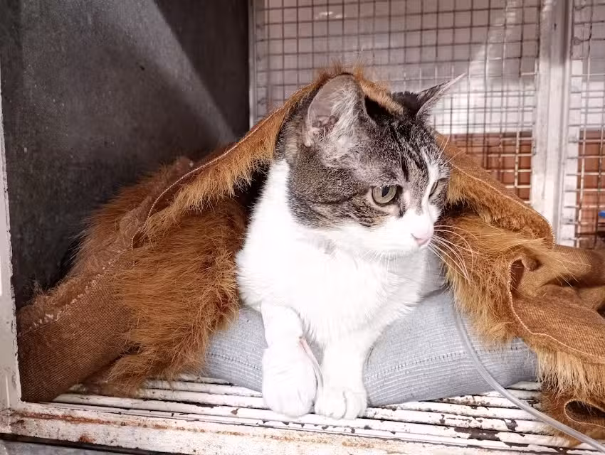 Cl&iacute;nica veterinaria La Querencia