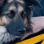 Cl&iacute;nica veterinaria lihuen