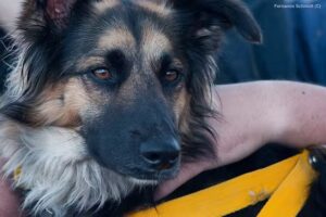 Cl&iacute;nica veterinaria lihuen