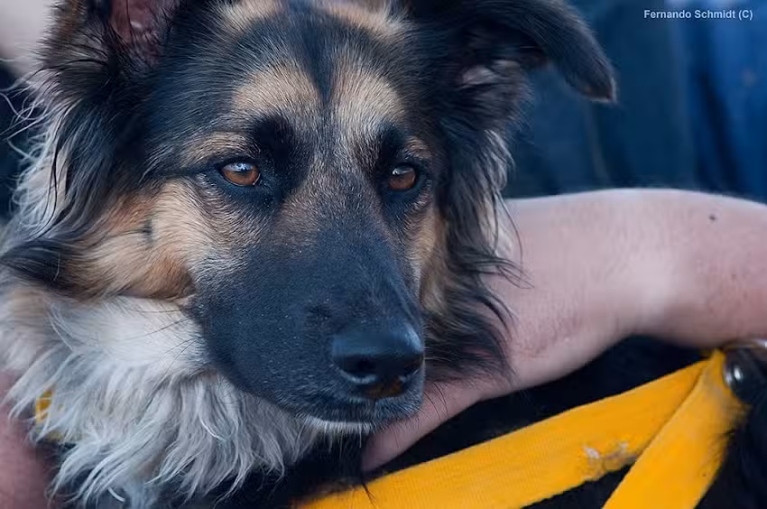 Cl&iacute;nica veterinaria lihuen