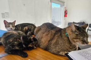 Cl&iacute;nica Veterinaria Lihuen