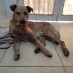 Clinica Veterinaria Litoral