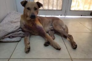 Clinica Veterinaria Litoral