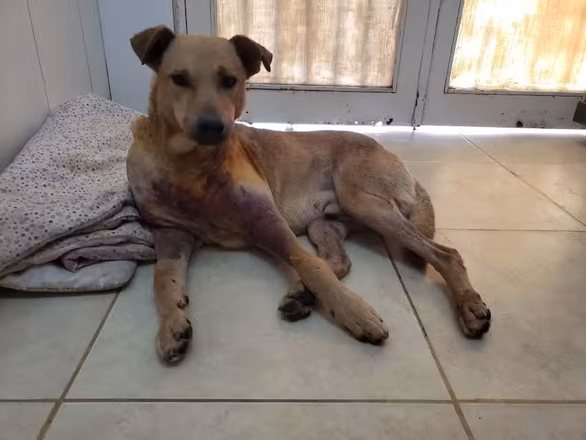 Clinica Veterinaria Litoral