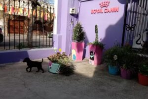 Clínica Veterinaria Mailén