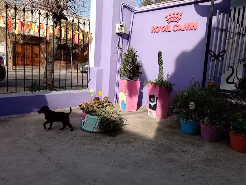 Cl&iacute;nica Veterinaria Mail&eacute;n