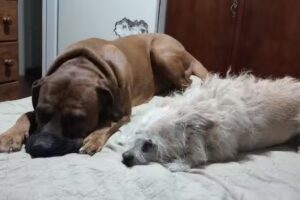 CLINICA VETERINARIA MAIPU