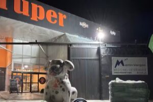 Clinica veterinaria malarg&uuml;e