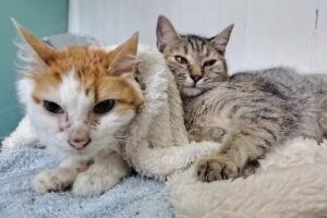 Cl&iacute;nica Veterinaria Mamboreta