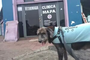 Cl&iacute;nica Veterinaria Mapa Llavallol