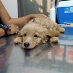 Cl&iacute;nica Veterinaria Medican