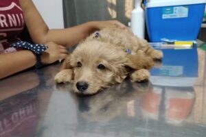 Clínica Veterinaria Medican