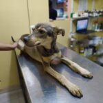 Cl&iacute;nica Veterinaria Medican