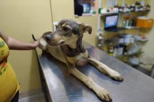 Cl&iacute;nica Veterinaria Medican