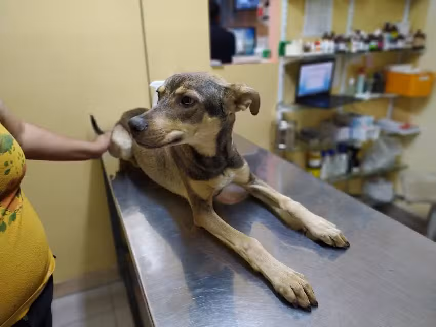 Cl&iacute;nica Veterinaria Medican