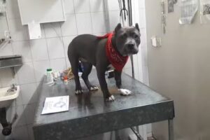 Clinica Veterinaria Merlo