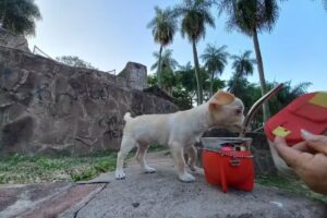 Clinica Veterinaria NEAL