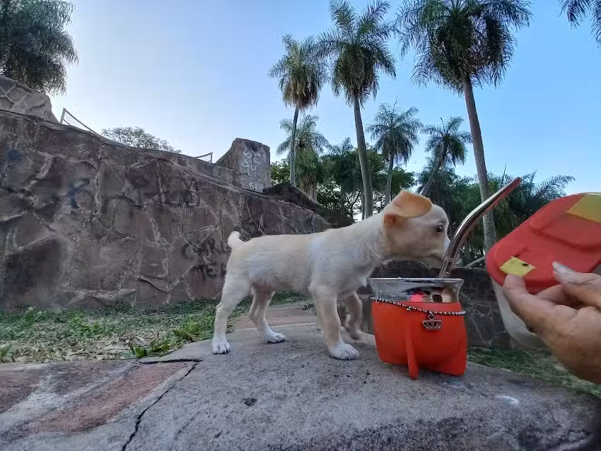 Clinica Veterinaria NEAL