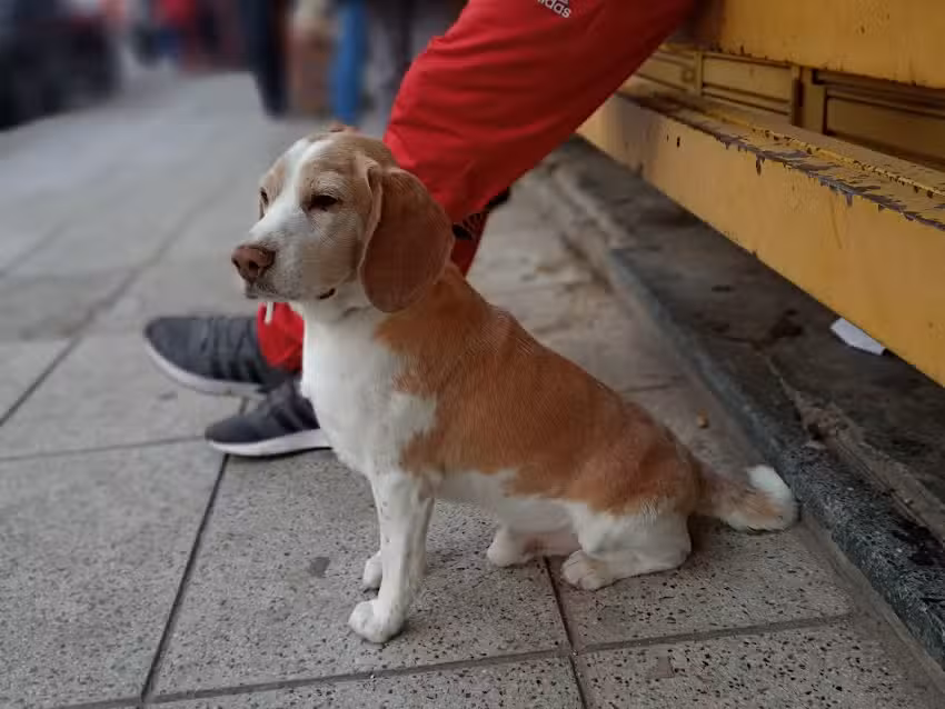 Cl&iacute;nica Veterinaria Oscar A. Giri