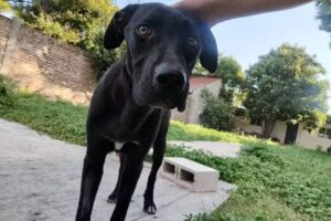 Clinica Veterinaria P&P Canino