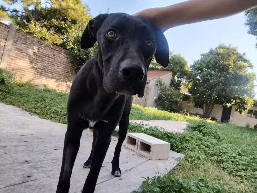 Clinica Veterinaria P&P Canino